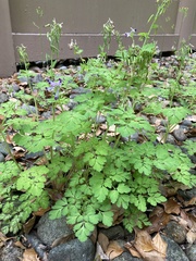 Corydalis incisa