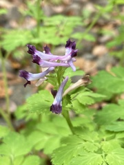 Corydalis incisa