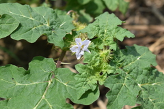 Solanum campechiense