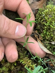 Galium uniflorum