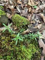 Galium uniflorum
