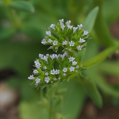 Valerianella muricata