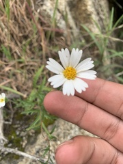 Layia pentachaeta albida