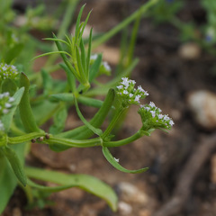 Valerianella muricata