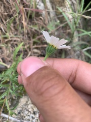 Layia pentachaeta albida