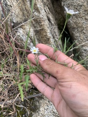 Layia pentachaeta albida