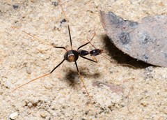 Leptomyrmex rothneyi