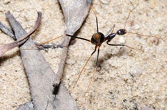 Leptomyrmex rothneyi