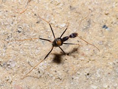 Leptomyrmex rothneyi