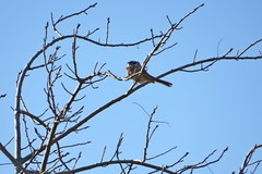 Emberiza cioides