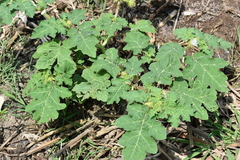 Solanum campechiense
