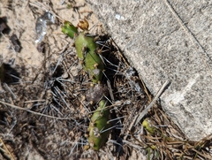 Opuntia drummondii
