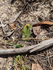Opuntia drummondii