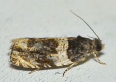 Olethreutes fasciatana
