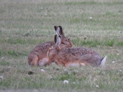 Lepus europaeus