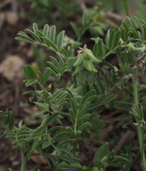 Biserrula epiglottis