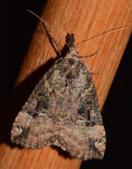Hypena decorata