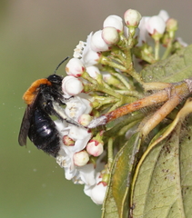 Andrena thoracica