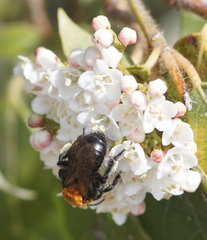 Andrena thoracica