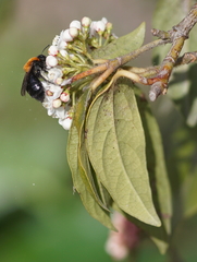 Andrena thoracica