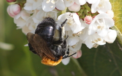 Andrena thoracica