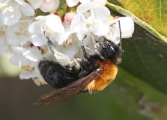 Andrena thoracica