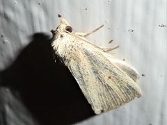 Lophocalama neuritis