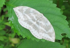 Cyclidia substigmaria