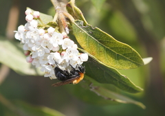 Andrena thoracica