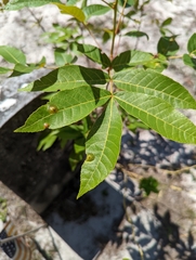 Carya floridana