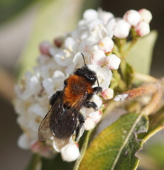 Andrena thoracica