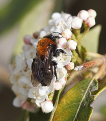 Andrena thoracica