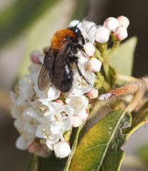 Andrena thoracica