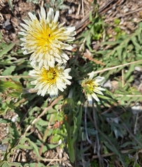 Taraxacum coreanum