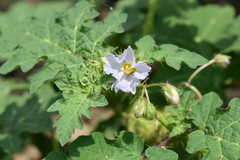 Solanum campechiense
