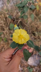 Abutilon hypoleucum