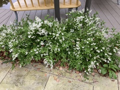 Deutzia gracilis