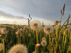 Taraxacum