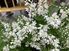 Deutzia gracilis