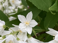 Deutzia gracilis