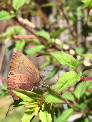 Callophrys augustinus iroides