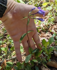 Phlox stolonifera