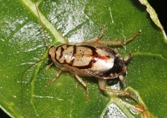 Euthlastoblatta absimilis