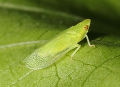 Tangia