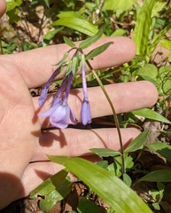 Phlox stolonifera