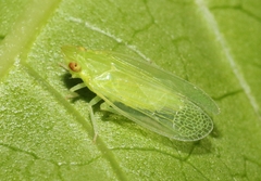 Tangia