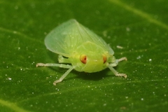 Tangia