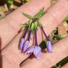 Phlox stolonifera