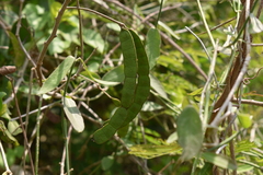 Fabaceae