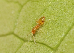 Plagiolepis alluaudi